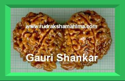 Gauri Shankar Rudraksha